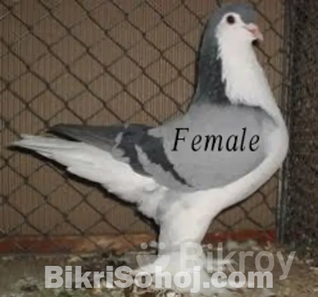 1 pair blue bar lahori,  1 pair lokkha,  2 khop er khacha